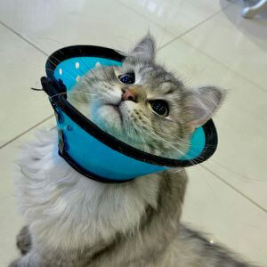 cat wearing blue surgery cone