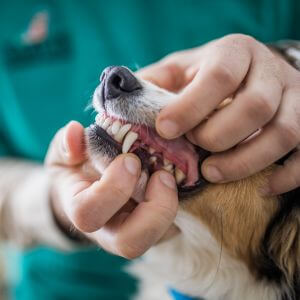 veterinarian checking dogs teeth