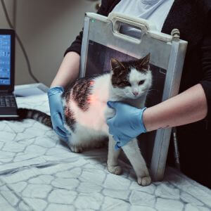 cat x-ray