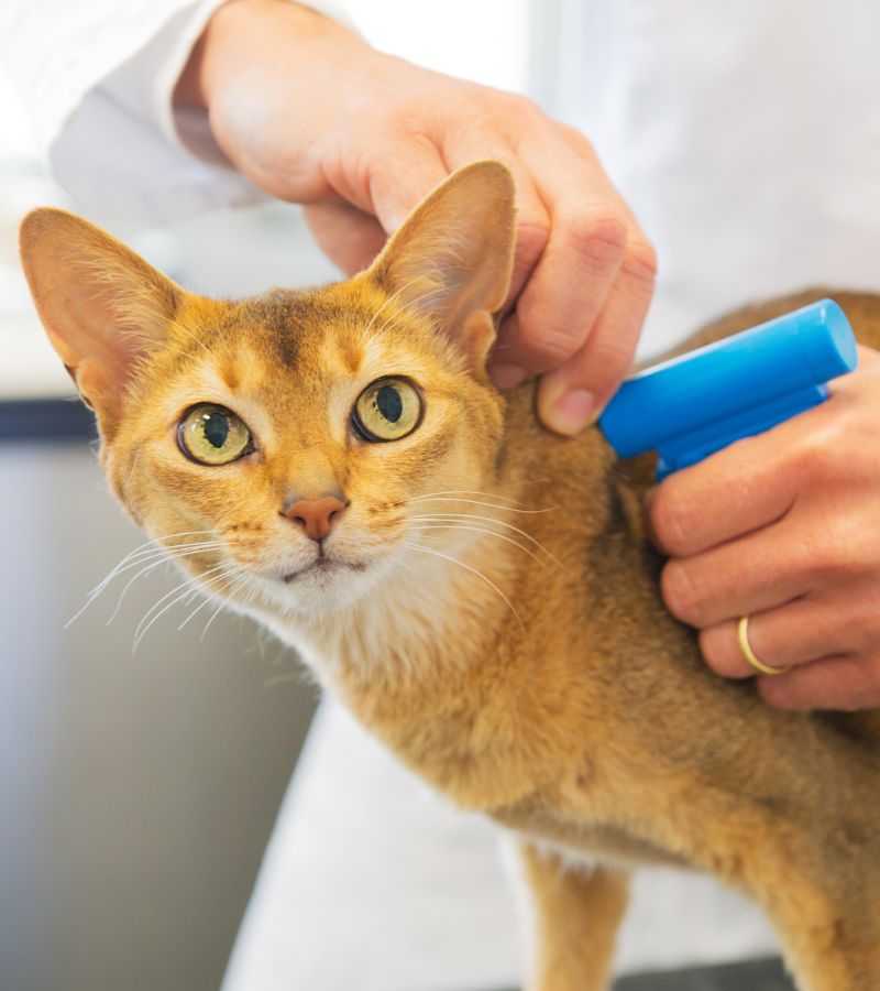 A vet injecting a microchip into a cat