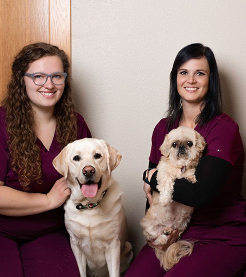 Two vet with two dogs on leashes