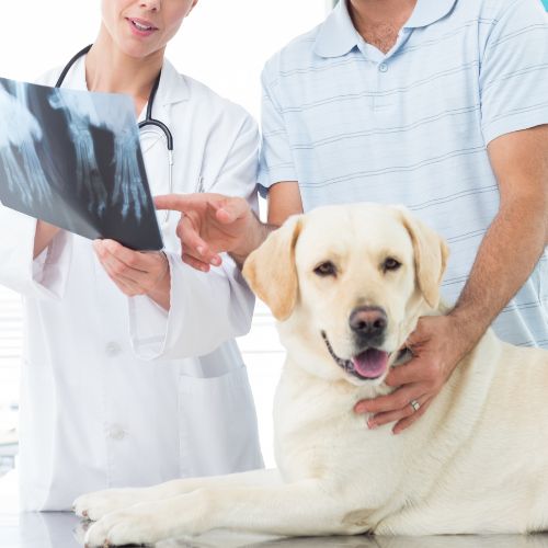 Two vets analyzing an x-ray of a dog together