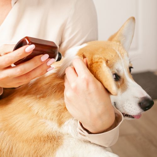 A person spraying medicine on a dog