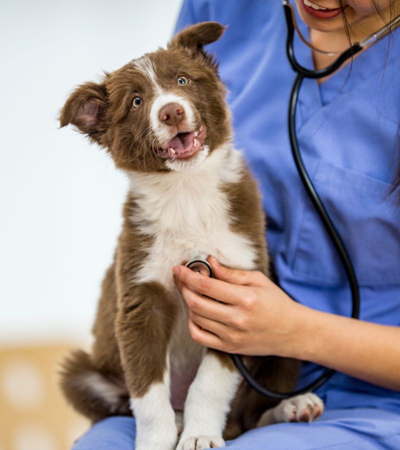 A vet holding a dog