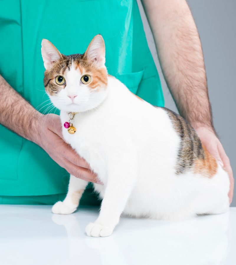 A vet examining a cat, checking its health and condition.