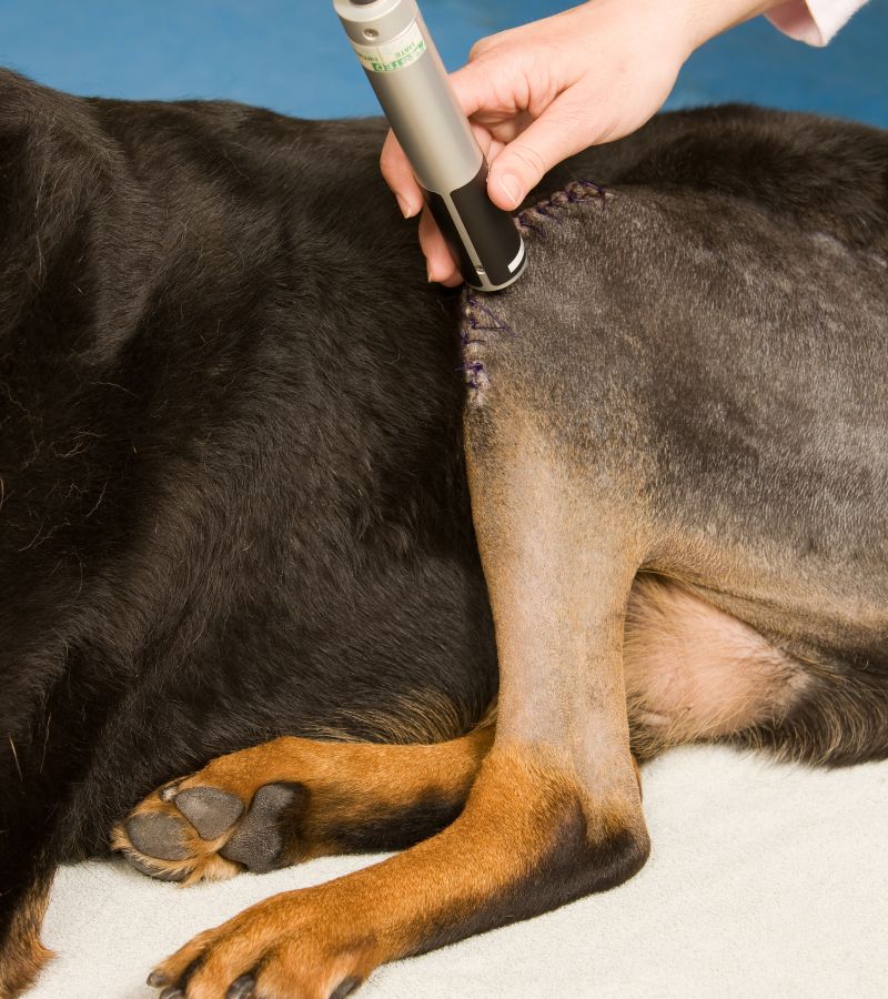 A vet treating dogs by laser therapy