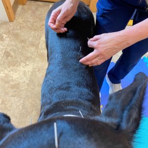 Pet Acupuncture