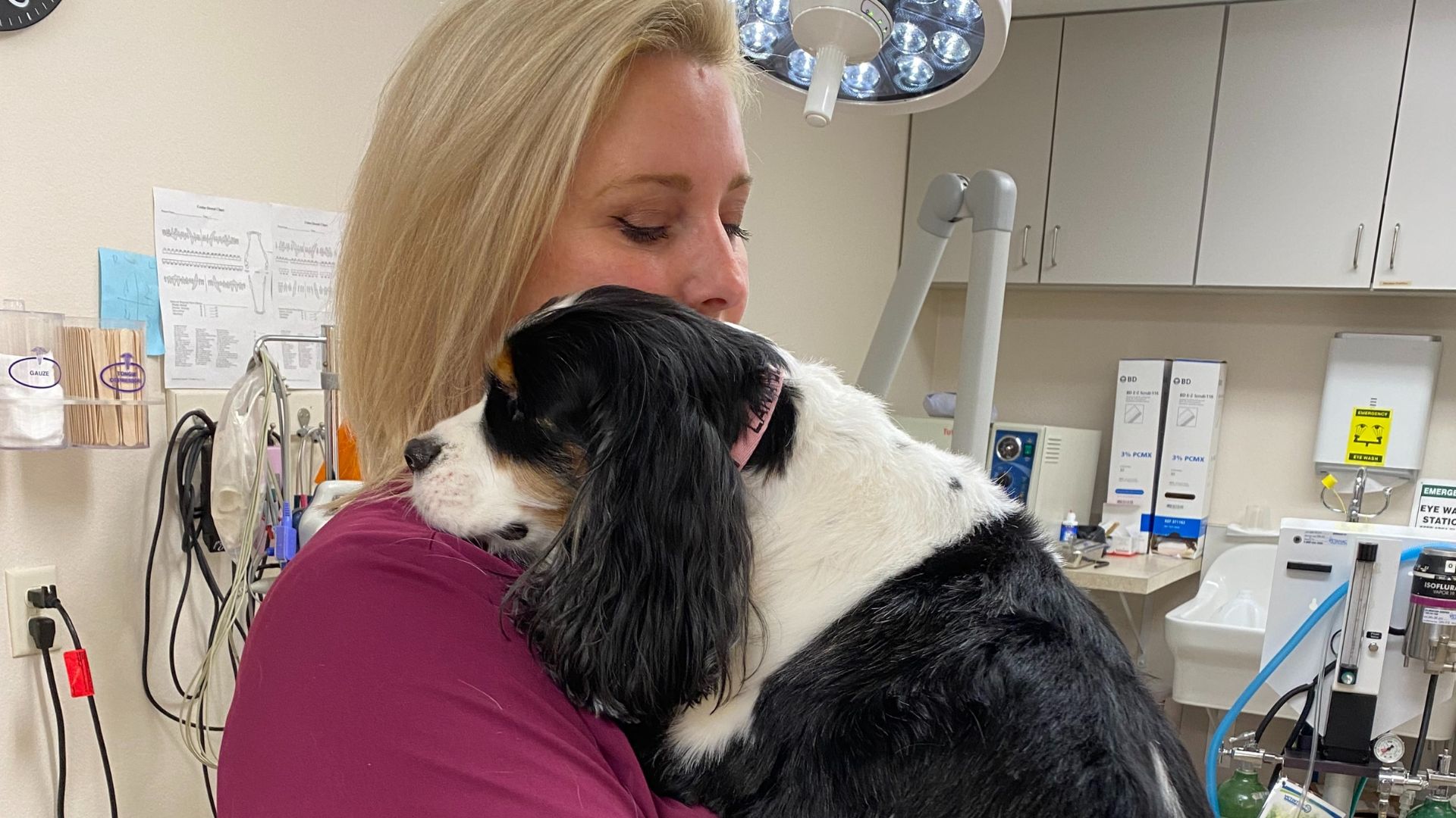 A dog lying in the vet's arms