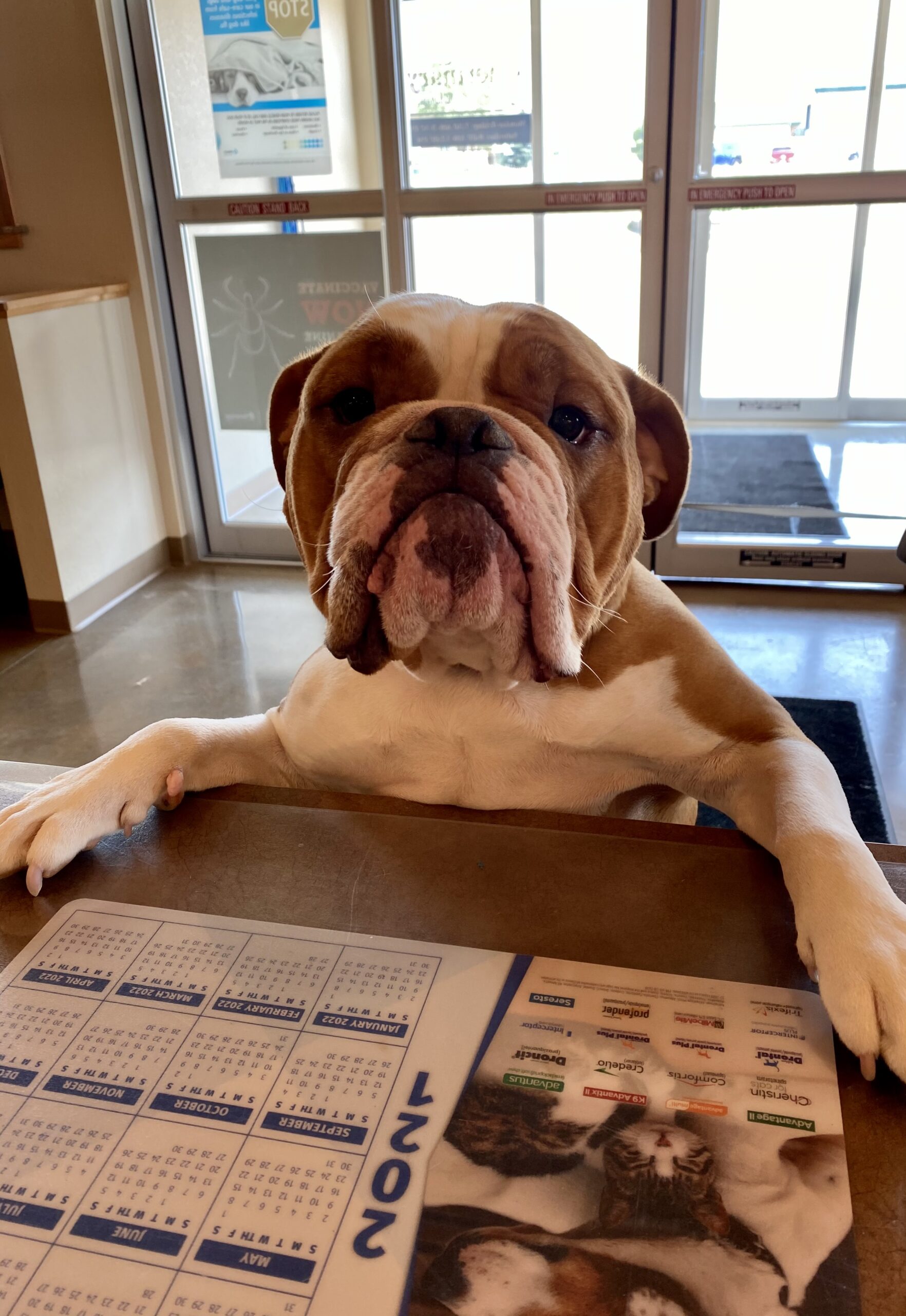 a dog sitting at a desk with a calendar