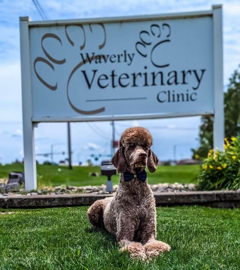 Dog sitting in front of Waverly Vet Clinic sign