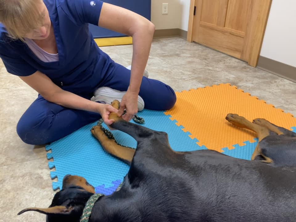 a vet sitting on the floor gently caressing a dog wagging its tail