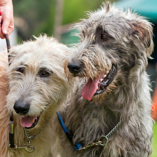 irish wolfhounds