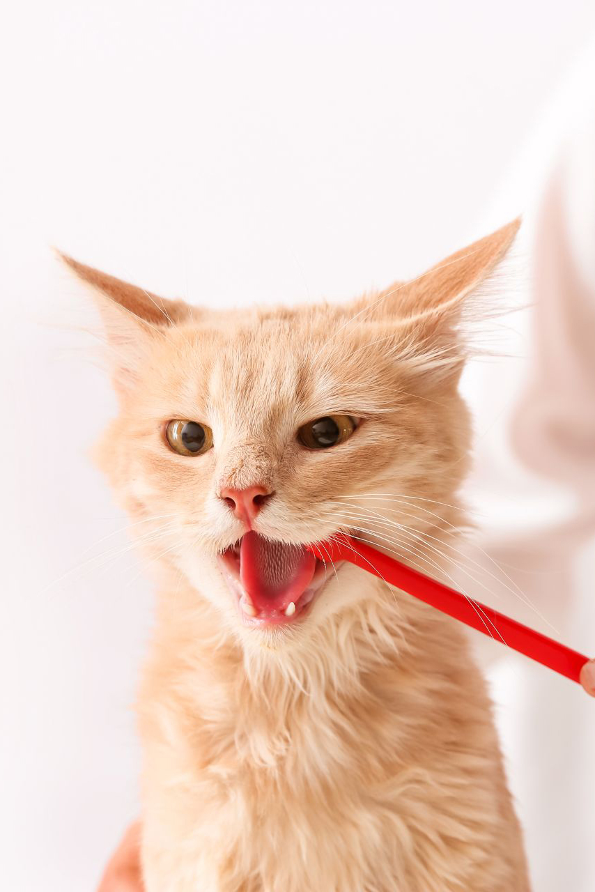 person brushing a cats teeth